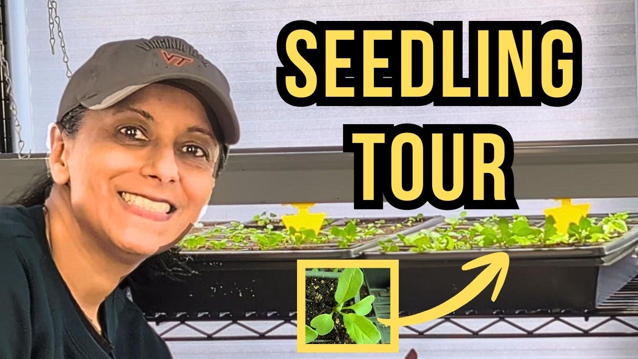 Январский обзор рассады: что растёт под моими фитолампами! 🌱