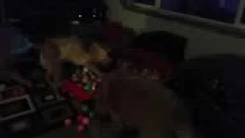 Hap with the balls