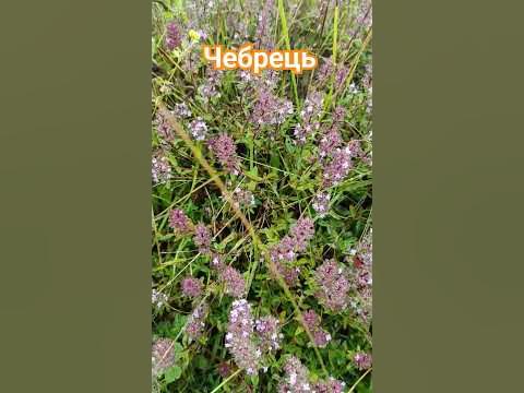 Чабрець (Чабер, чебрець) - чарівна лікарська рослина, протизастудна ...