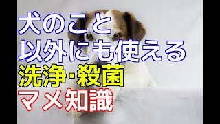 【愛犬のための知識】犬の食器がヌルヌルする理由と綺麗に洗う方法【犬を知る】