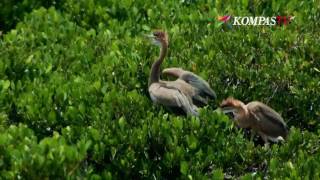 Kaisar Para Burung