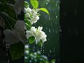 #rain#love #nature #explore #viral #song