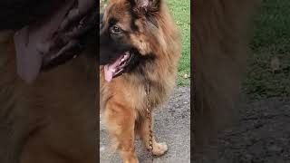 Caesar the German shepherd recation #shortvideo #doglover #germanshepherd