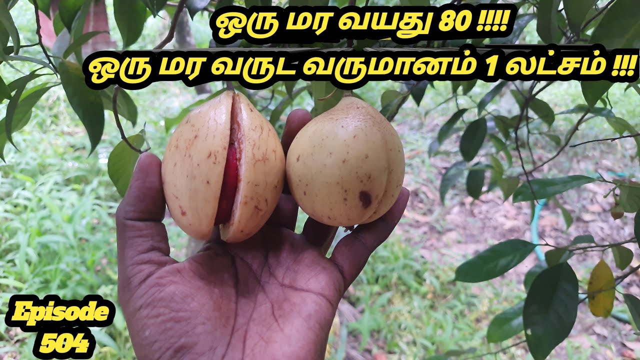 Annual income of a tree is 1 lakh  Nutmeg Cultivation Explain Tamil