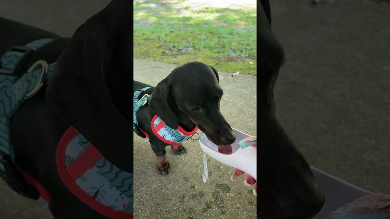 This water bottle is a must have if you have a pup! 🐶🐾🌭 Link in bio under “TikTok Showcase” 