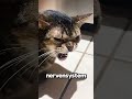 Alle Katzenfans Machen Diesen Fehler…😳😾