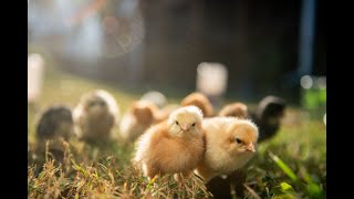 Raising Backyard Chickens is the Hot New Hobby... But Why?