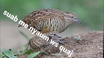 👉suab me nyuam ws quaj 🤔🤔2022