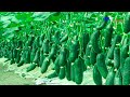 Amazing Agriculture Technology, Plant and Harvest Cucumbers in The Net House, Harvest Bell Peppers