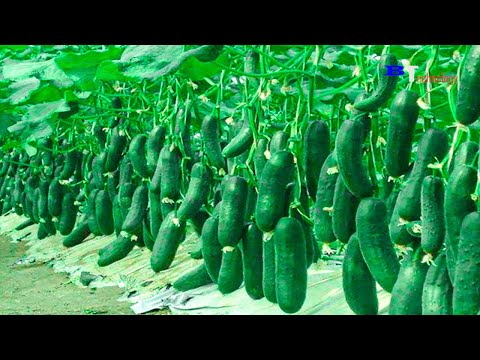 Amazing Agriculture Technology, Plant and Harvest Cucumbers in The Net House, Harvest Bell Peppers