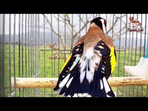 Goldfinch Singing Hear What The Goldfinch Has Singing