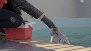 Hermes the harbour seal&#39;s groundbreaking kidney procedure