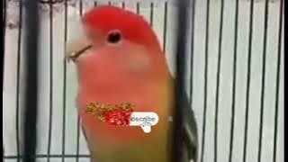 Suara Pancingan Lovebird Non Klep Narik Panjang