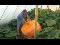 Weekly giant pumpkin update!