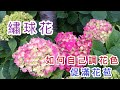 【天天小花農】繡球花，教你如何自己調花色及花期如何花開滿枝頭