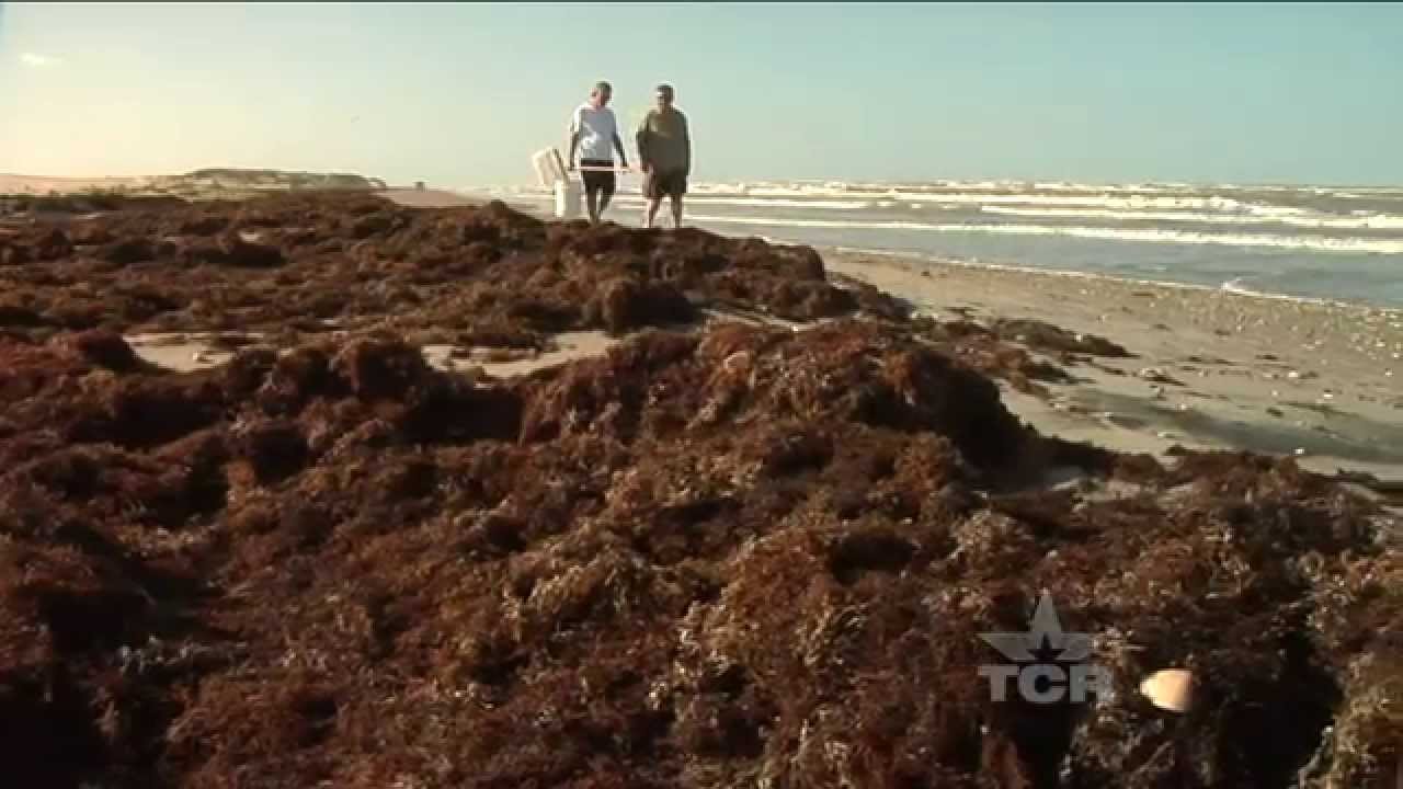 Mexico pioneers recycled seaweed shoes