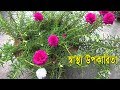 যদি এই ঘাস টি চোখে পড়ে ,তবে নিজের ঘরে লাগিয়ে নিন। এর ম্যাজিক দেখলে অবাক হবেন | Bangla Health Tips