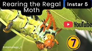 Rearing the Regal Moth, part 7- instar 5