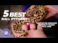 5 Best Ball Pythons We're Bringing to Tinley Park NARBC | Fall 2025 | #ballpython #snake #reptiles