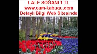 LALE SOĞANI FİYATI,LALE SOĞANI FİYATLARI,LALE SOĞANI SATIŞ,LALE SOĞANI SATIŞI,LALE SOĞANLARI,LALE SA
