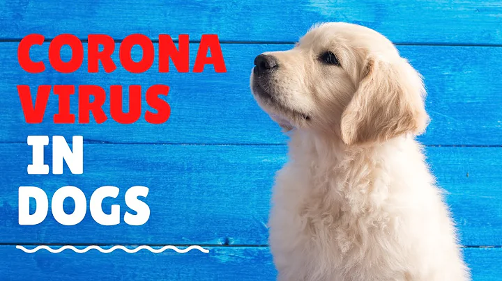 canine corona virus  symptoms and treatment of the corona virus in dogs