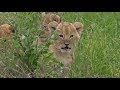 SafariLive Jan 08 -Three new cubs for the Oloololo lion pride!