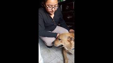 VTHT 1301 AVMA Video Project