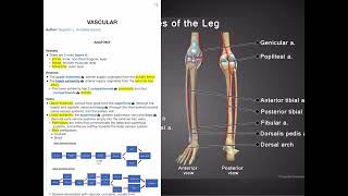 Vascular Surgery 1 of 2  Complementary MedSchool Videos from Surgery Basics in 4D Interactive Book