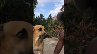Dog Shows Affection by Licking Owner's Face