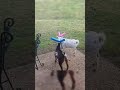 ヤギ界のボクシンググローブ発明...!