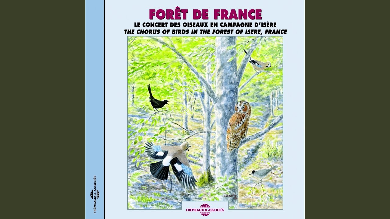 Pinson des arbres (Chaffinch)