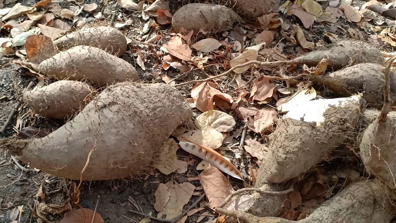 Khoai Từ Rừng - Loại Củ Ăn Chống Đói Ngày Xưa