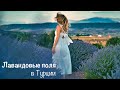 Лавандовые поля в Турции