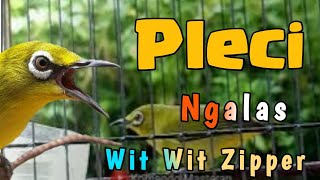 Download Lagu Masteran pleci ngalas wit wit zipper MP3