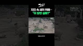 지진 속 새끼 지키려는 코끼리들ㅣ#shorts #헬로tv뉴스