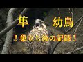 Falcon chicks after fledging『隼・巣立ち後の幼鳥は今』