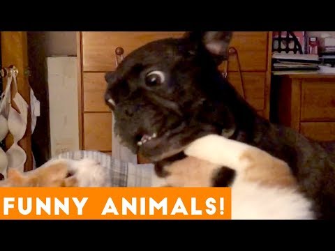 Funniest Pets & Animals of the Week Compilation January 2019 | Funny Pet Videos