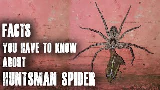 HUNTSMAN SPIDER: All you have to know about this spider