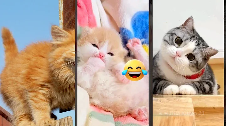 Video 10126501: fight sounds cat funny, funnycats