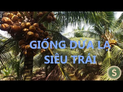 Video Thăm vườn Dừa Xiêm Đỏ Mã Lai - youtube