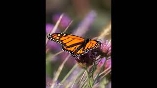 Beautiful Monarch Erfly Endangered Species In 2022