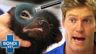 Detective Vets!  Can YOU Solve These True Pet Mysteries?‍♂ | Bondi Vet Compilation | Bondi Vet