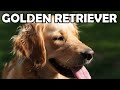 Golden Retriever - Historia, charakter, aktywność - Rasy Psów #2
