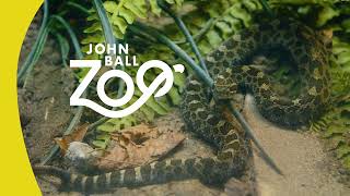 Beyond the Path | Eastern Massasauga Rattlesnake by John Ball Zoo 228 views 10 months ago 59 seconds