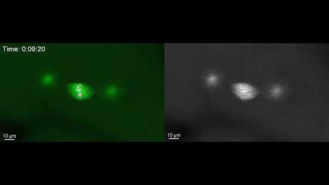 Close-up timelapse of chromosome segregation in an early fish embryo