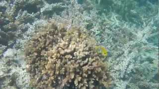 Coral Reef in Mana Island, Fiji screenshot 5