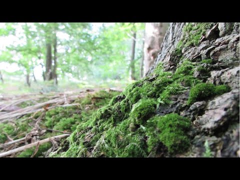 Video: Bryozoan (39 Foto's): Liggende Bryozoan En Ierse Mos, Green Moss En Lime Moss Plant. Gebruik In Landskapontwerp