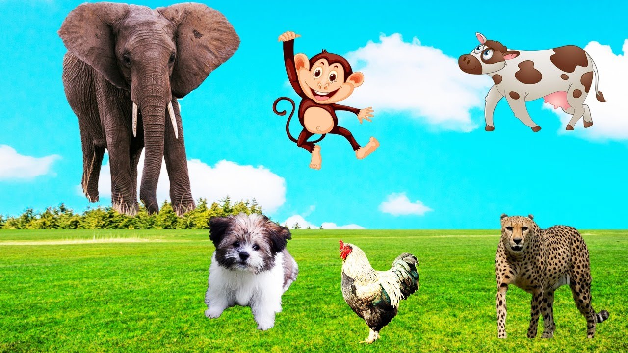 Facts About Farm Animals Learn Facts About Animals Animal Sounds facts-about-farm-animals-learn-facts-about-animals-animal-sounds