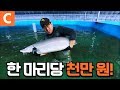 철갑상어 한 마리가 품은 캐비아의 가치가 천만 원? 지리산 600m 자락에서 철