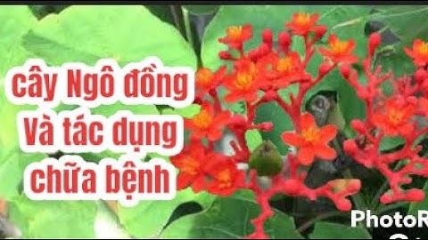Công dụng chữa bệnh tuyệt vời của cây Ngô đồng | Thanh đồng vlog
